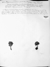 Polyporus perennis image